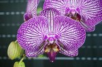 Dtps. New Stripes