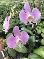 P.sanderiana × sib