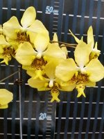 P.stuartiana v.nobilis