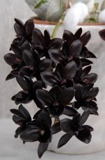 1,7 Fredclarkeara After Dark &#039;SVO Black Pearl&#039;FCC/AOS
