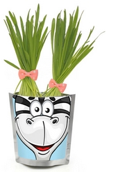 Happy Plant Зебра