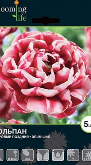 Друм Лайн тюльпан темно-розовый 5шт (11/+)