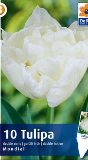 Мондиал тюльпан (11/12) белый 10шт,25-35см