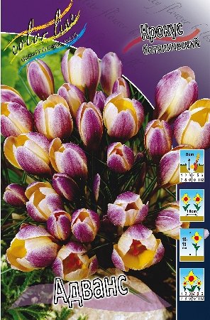 Крокус Желтый, снаружи с фиолетовыми эффектными овалами и штрихами Высота: 10-15см