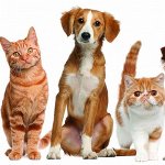09Корм для кошек и собак Фаворит + Акция для фонда Умка 50