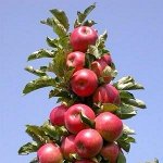Каталог от ЛПХ Макаревич бесплатно