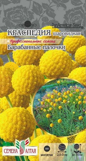 Цветы Краспедия Барабанные палочки шаровидная/Сем Алт/цп 10 шт. многолетник НОВИНКА