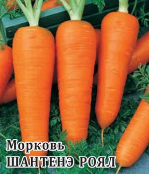 Морковь Шантенэ Роял 2,0 г ХИТ х3