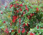 Барбарис корейский Red Tears