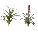 Tillandsia Aeranthos