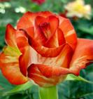 Поль Гоген Роза необычной расцветки: красно-оранжевый цветок с желтыми и розовыми штрихами. Бутоны диаметром 7-9 см. Аромат слабый. Куст компактный, высотой до 100 см. Устойчивость к заболеваниям сред