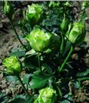 Аннакира Куст миниатюрный, высотой до 70 см. Цветы небольшие, густомахровые, зеленоватого цвета, собраны в соцветия по 7-10 шт. Постоянноцветущая. Лист зеленый, глянцевый. Сорт зимостойкий. Устойчивос