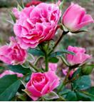 Лиана Насыщенный розовый оттенок бокаловидных небольших бутончиков. Соцветия от 8 до 15 цветов. Куст 60-70 см, компактный, неширокий. Цветет непрерывно весь сезон. Лист зеленый, матовый. Устойчивость 