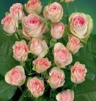 Мими Эден Внутренняя часть цветка состоит из розовых лепестков, а снаружи лепестки почти белые. Диаметр цветков 4-6 см, собраны в соцветия до 20 бутонов. Шипов у этого сорта практически нет. Кустики д
