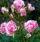 Пинк Флеш Пестрая красавица имеет мелкие цветочки 4-5 см, которые появляются соцветиями 5-10 шт. Их расцветка напоминает структуру мрамора, этот визуальный эффект возникает в результате удачного сочет
