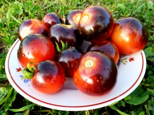 Помидоры — Blueberry Tomato — Черника