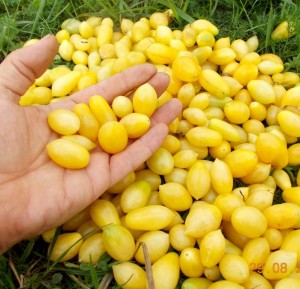 Помидом Помидоры Черри Сумасшедшие Ягоды—Bаrry’s Crazy Cherry Tomato