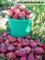Дальневосточное раннее 2 летка