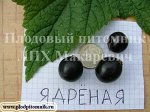Ядреная 2 летка