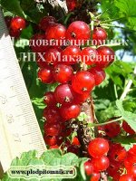 Красная ранняя 2 летка