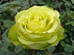 Лимбо Зеленая роза, очень изящна и необычна. Бутон крупный густомахровый, удлиненной формы, цветок лимонный с зеленоватым оттенком, крупный 10-12 см, махровый 45-50л. Куст крепкий, высотой 80см, листь
