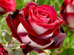 Николь Цветки крупные, красивой бокаловидной формы с высоким центром 12-16 см в диаметре, махровые (45 лепестков), красивой окраски: верхняя часть  лепестка темно-красная, нижняя - белая с чуть розова