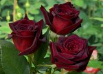 Блэк Баккара (Black Baccara) Чайно-гибридная Роза