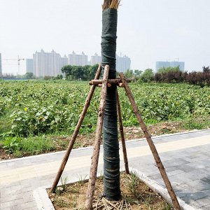 Бинт садовый для защиты деревьев