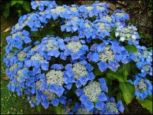 Блаумайс Необычайно красивые цветки, голубые, округлые, крупные, собраны в оригинальные зонтичные соцветия до 18 см в диаметре. При выращивании в контейнерах достигает высоты 40-60 см. Требует укрытия