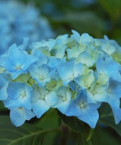 Мини Пенни Куст высотой 60-90 см. Отличается крупными шаровидными соцветиями. Цветки голубые, при посадке в щелочную почву розовеют. Цветет как на прошлогодних побегах, так и на побегах текущего года.