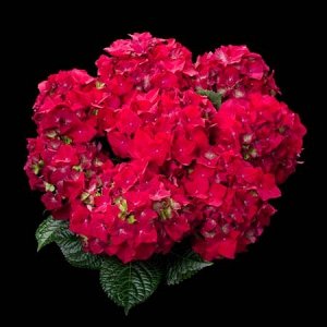 Ред Ангел Малиновые очень крупные цветы в пышном округлом соцветии и вишневые, почти черные листья.
