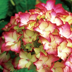 Сельма Компактный, пушистый, густооблиственный куст, высотой 80-90 см, с широкой, зубчатой, темно-зеленой листвой, Цветы крупные, шаровидные, насыщенно красновато-розовые на щелочной и нейтральной поч