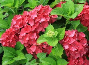 Хот Ред Очень красивый  сорт. Крупные листья ,блестящего цвета ,огромные соцветия стерильного красно-розового цвета.  Достаточно теневынослив, но будет лучше расти и давать более крупные цветки на отк