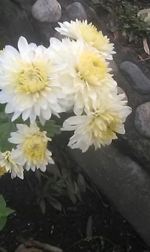 фото Мое фото. начало цветения  корейские хризантемы