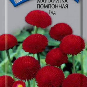 Маргаритка помпонная ред