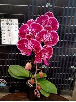 м5--108  Dtps.Miki Red Coral&#039;93&#039;