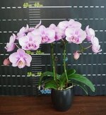 P.Miki Sakura&#039;1327&#039;