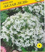 Лобелия	&quot;Белая леди&quot;