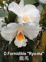 D.Formidible &#039;&#039;Ryu-ma&#039;&#039; (Fragrant)