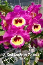 D. Red Emperor &quot; prince&quot;  (Fragrant)