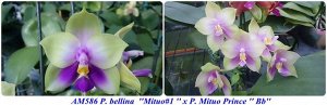 P. bellina  ''Mituo#1 '' x P. Mituo Prince '' Bb''