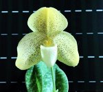 3\01 Paph.concolor × sib