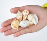 Раковины спираль цвет ПЕСОЧНЫЙ