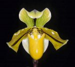 11\01   Paphiopedilum druryi