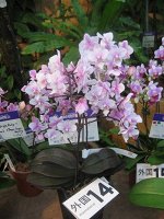 Phal. Jiaho&#039;s Pink Girl