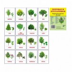Дем. картинки СУПЕР Деревья и кустарники.