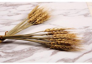 декоративные колосья пшеницы