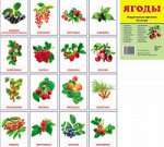 Дем. картинки СУПЕР Ягоды. 16 раздаточных карточек с текстом (учебно-методическое пособие с комплектом демонстрационного материала 63х87 мм)