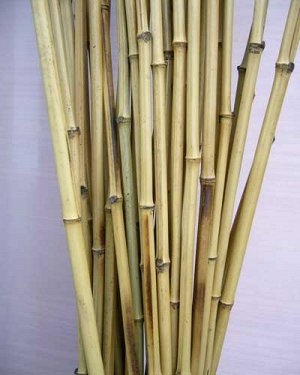 Бамбук (древесный) 50 см. Сухой, натуральный.