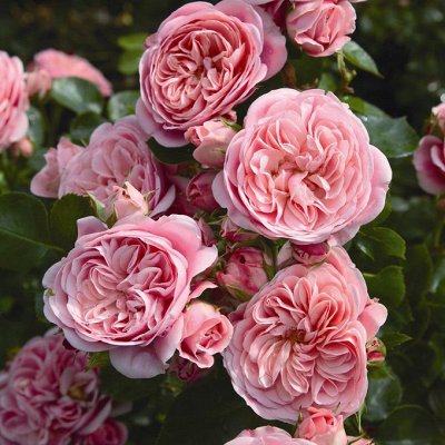 Розы «Rosen Tantau» 2023